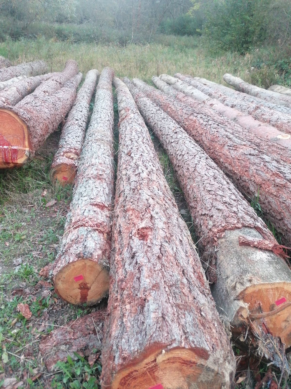 MODRZEW , dłużyca tartaczna , kloce