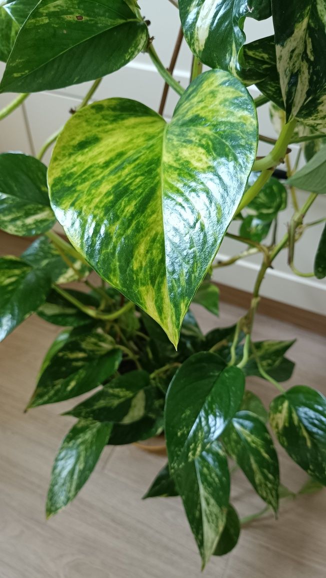 Epipremnum Aureum (złociste). Długość pędów ok 3 metry.