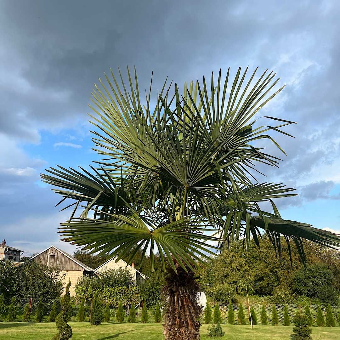 Palma Trachycarpus Fortunei ( Szorstkowiec Fortunego)