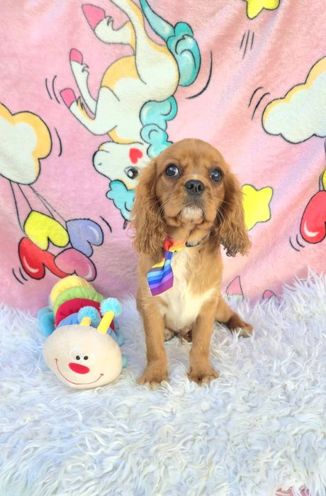 Cavalier King Charles Spaniel Macho