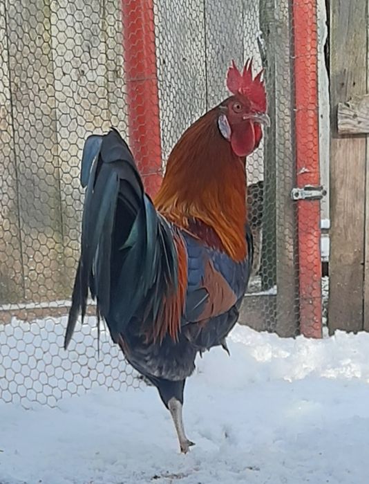 Młode koguty. Sprzedam