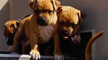 Amstaff FCI ,sunia Euforia,  do rezerwacji,  cudna