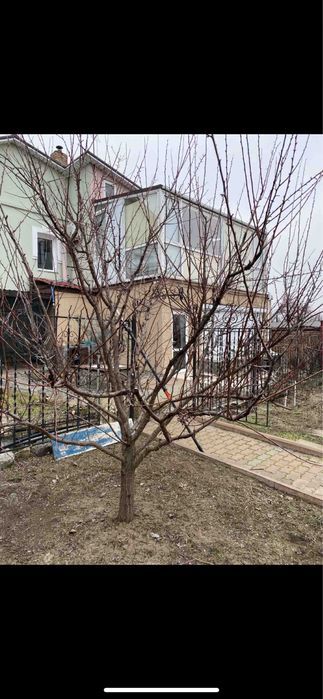 САДОВНИК-Уборка сада,стрижка, оформление клумб,лечение туй