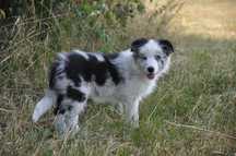 Border Collie, Suczka z Rodowodem ZKwP/FCI