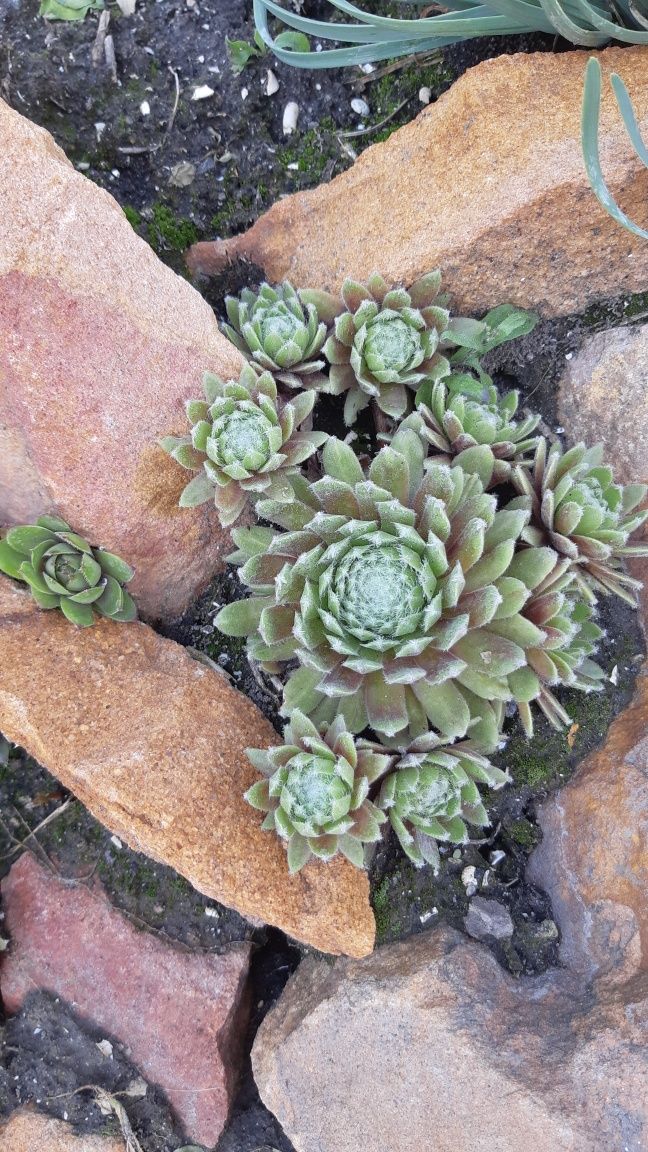 Молодило Каменная роза Sempervivum
, разные