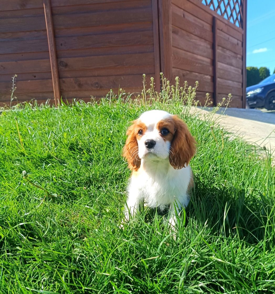 Cavalier King Charles Spaniel ZKwP FCI szczenię