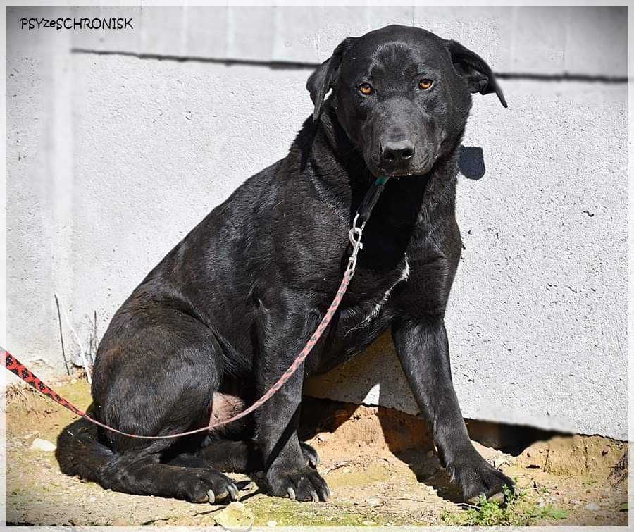 Sancho - młody psiaczek w typie labradora szuka domu