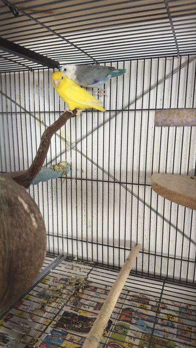 Vendo o meu plantel de aves