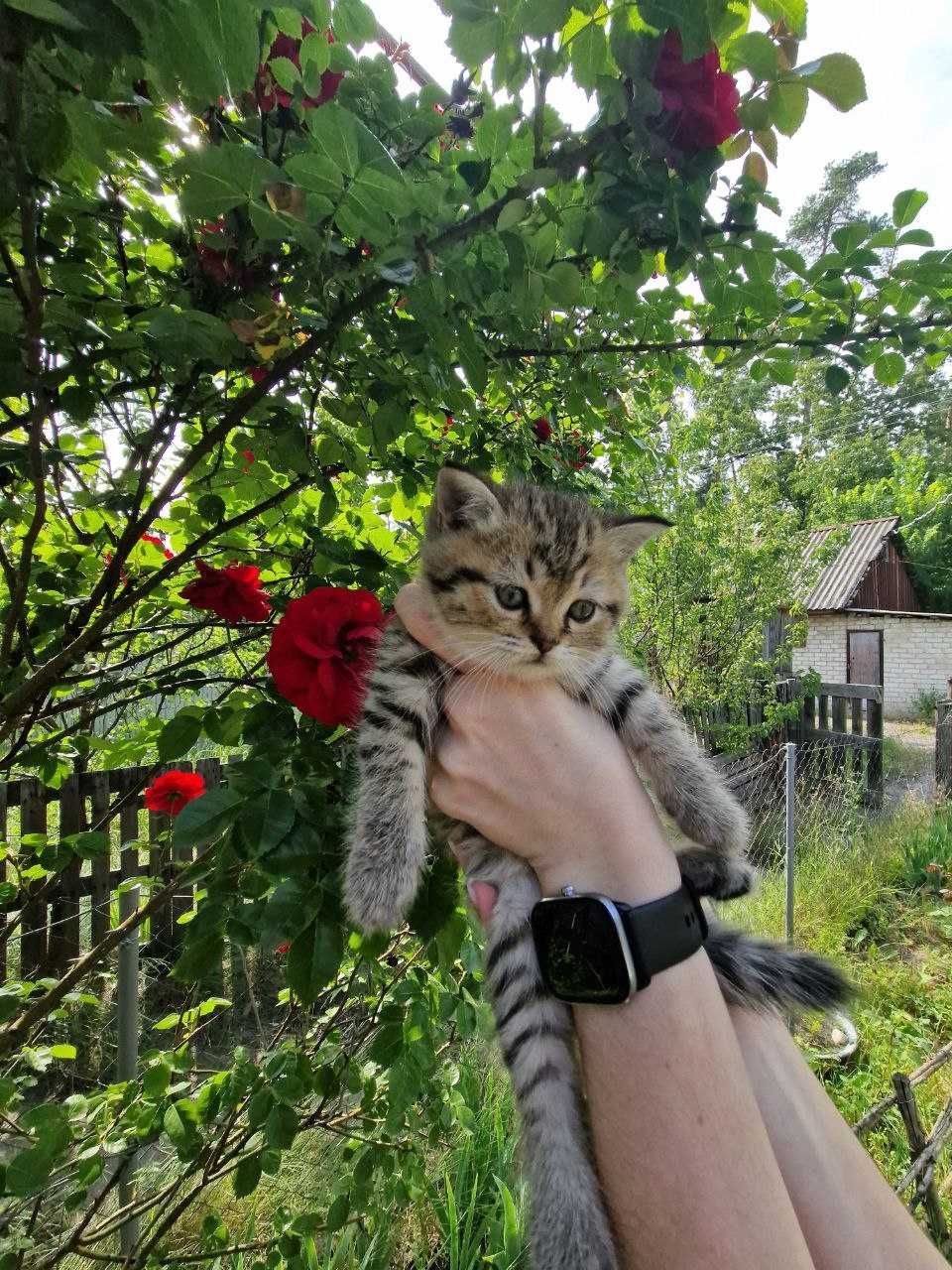 Котик, який наповнить ваше життя радістю!