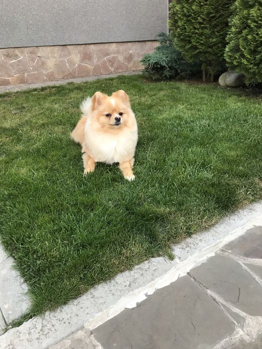 Ищем невесту , здоровый , ухоженый