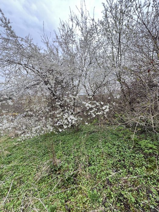 Терміновий продаж ! Ділянка під Будівництво . Вовчухи