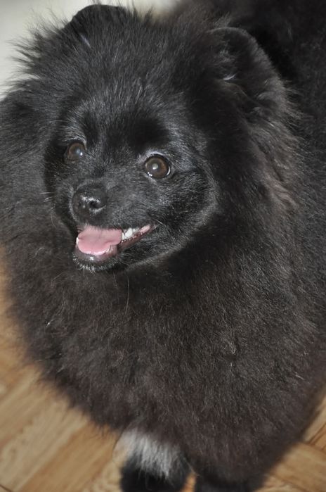 Девочка шпиц черного окраса