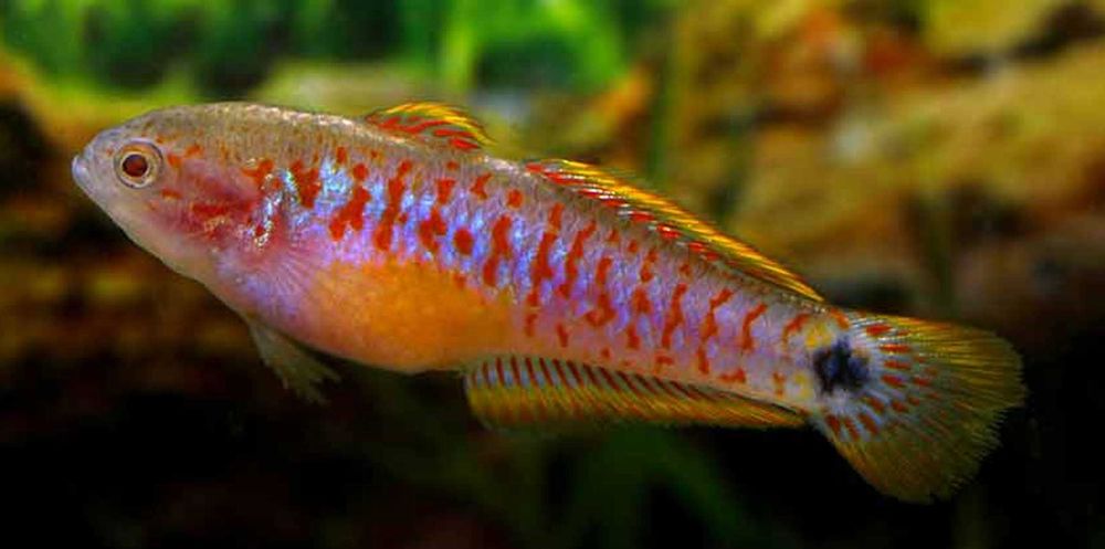 Głowaczyk barwny - Tateurndina Ocellicauda - dowozimy, wysyłamy