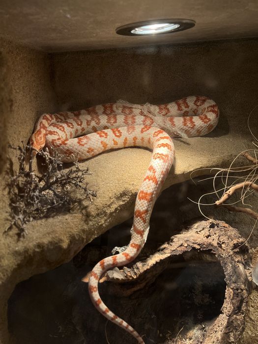 Sprzedam węża zbożowego, samice, razem z terrarium