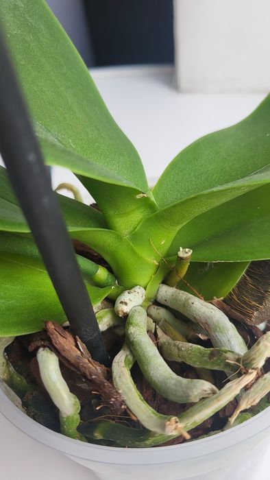 Орхідея фаленопсис