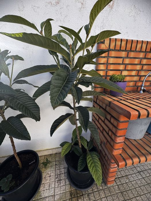 Vendo Nespereira com 2 Anos e meio