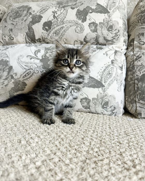 Маленькие Пупсики !)