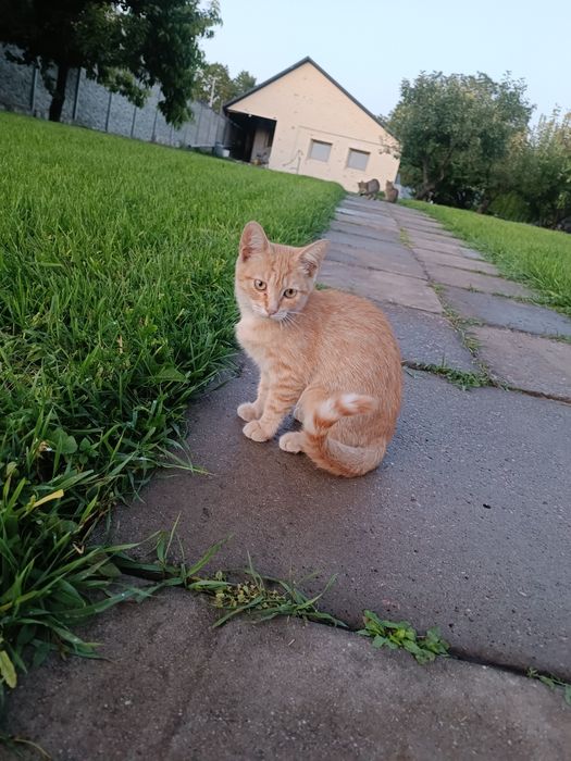 Кошенята шукають дім