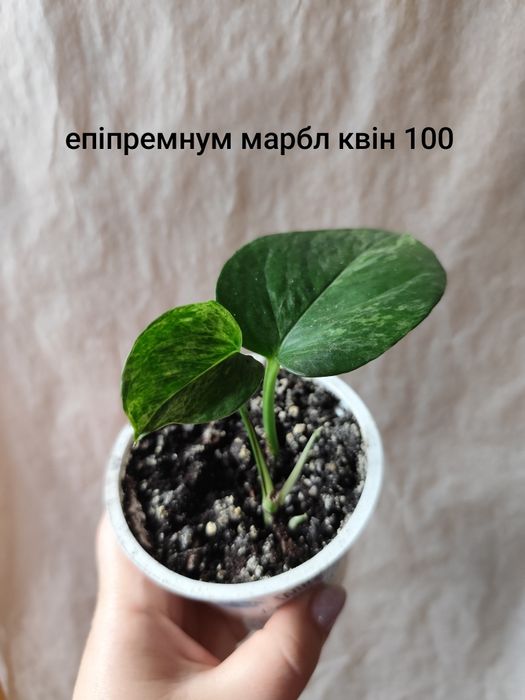 Эпипремнум, епіпремнум, сциндаптус, філодендрон неон, енджой, Глобал г