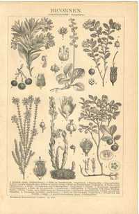 Rośliny   oryginalna XIX w. grafika