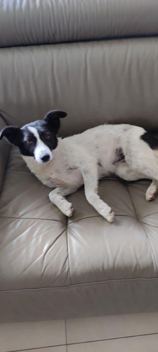 Piesek do adopcji