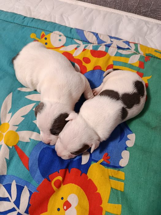 ЩЕНКИ Американского стаффа.