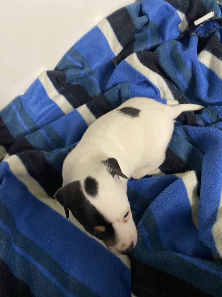 Jack russel terrier