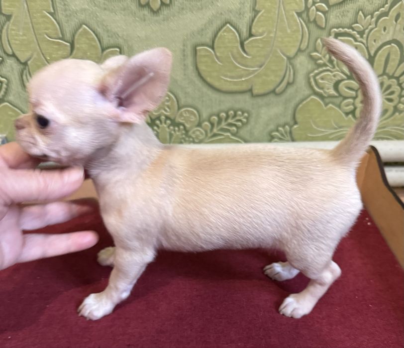 Девочка красотка