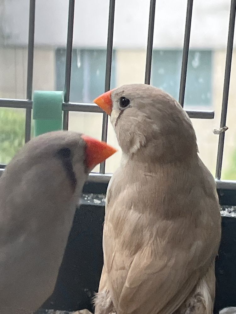 Sprzedam Zeberki Australijskie z chodowli domowej