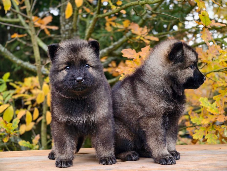 OWCZAREK STARONIEMIECKI Najmocniejszy srebrny pies, świetni rodzice!