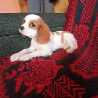 Suczka rasy Cavalier King Charles Spaniel