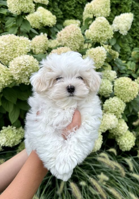 Maltańczyk FCI ZKwP piesek