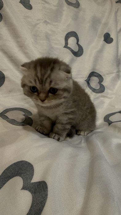 Шотландські кошенята