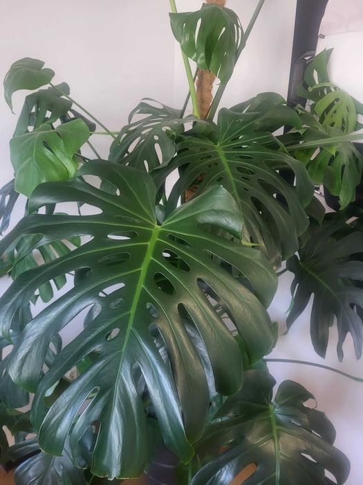 Monstera deliciosa Monstera dziurawa