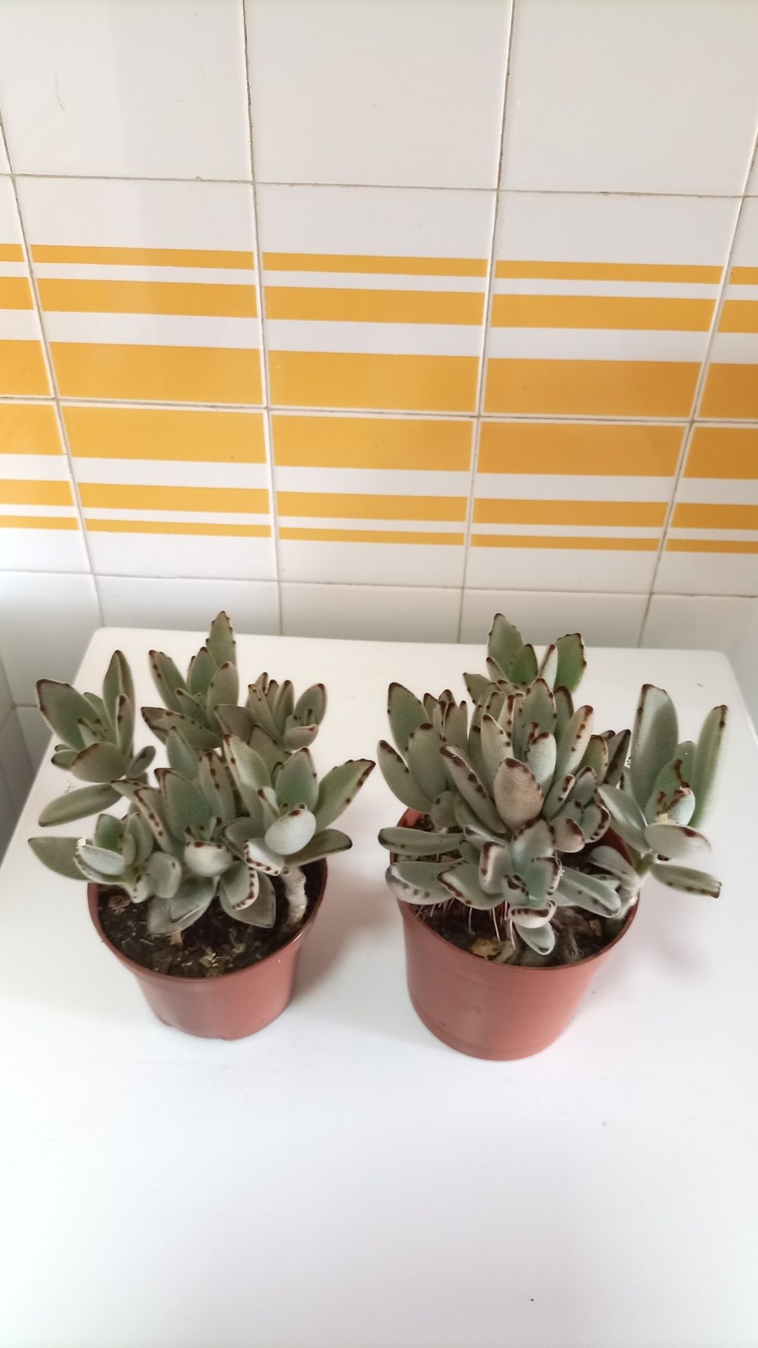 Plantas "orelha de gato" kalanchoe tomentosa