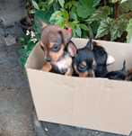 Cães pincher para adoção