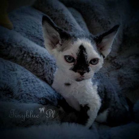 Oreo Devon Rex z Wrocławia