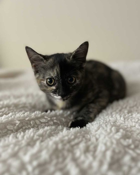 Setúbal / Margem Sul / Lisboa — LALA, gatinha para adoção