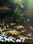 Camaroes  caridinas crystal red