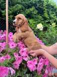 Cocker Spaniel Angielski suczka
