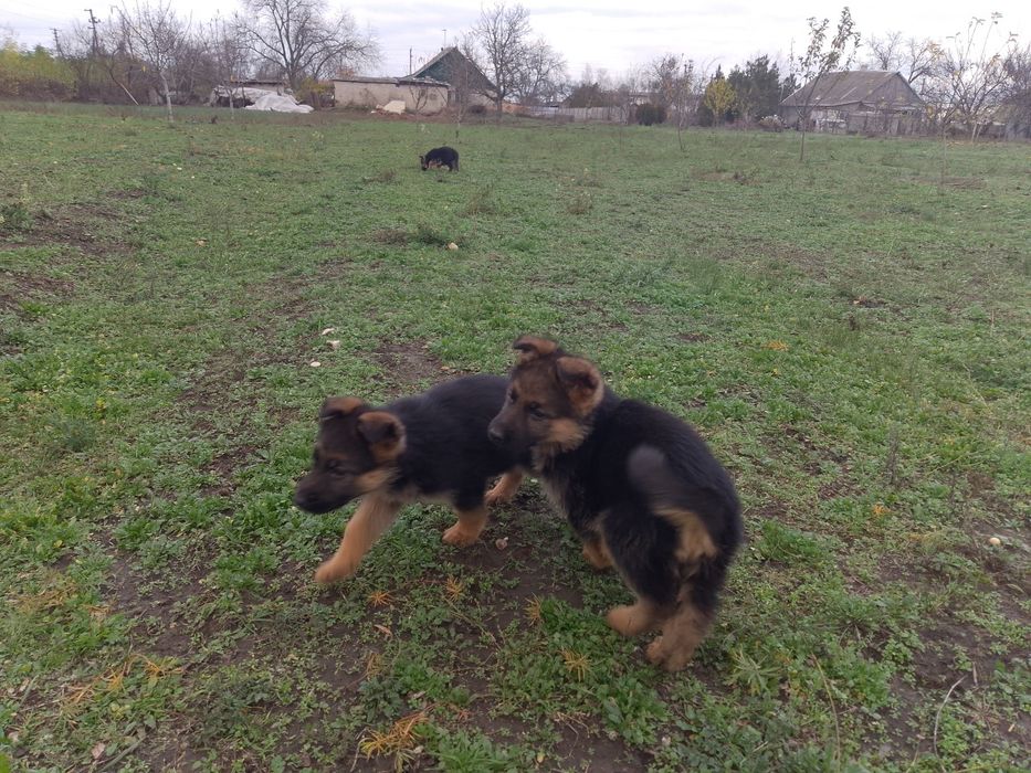 Продам цуциків Німецької вівчарки