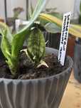 sansevieria moonshine mutant okaz samsewieria