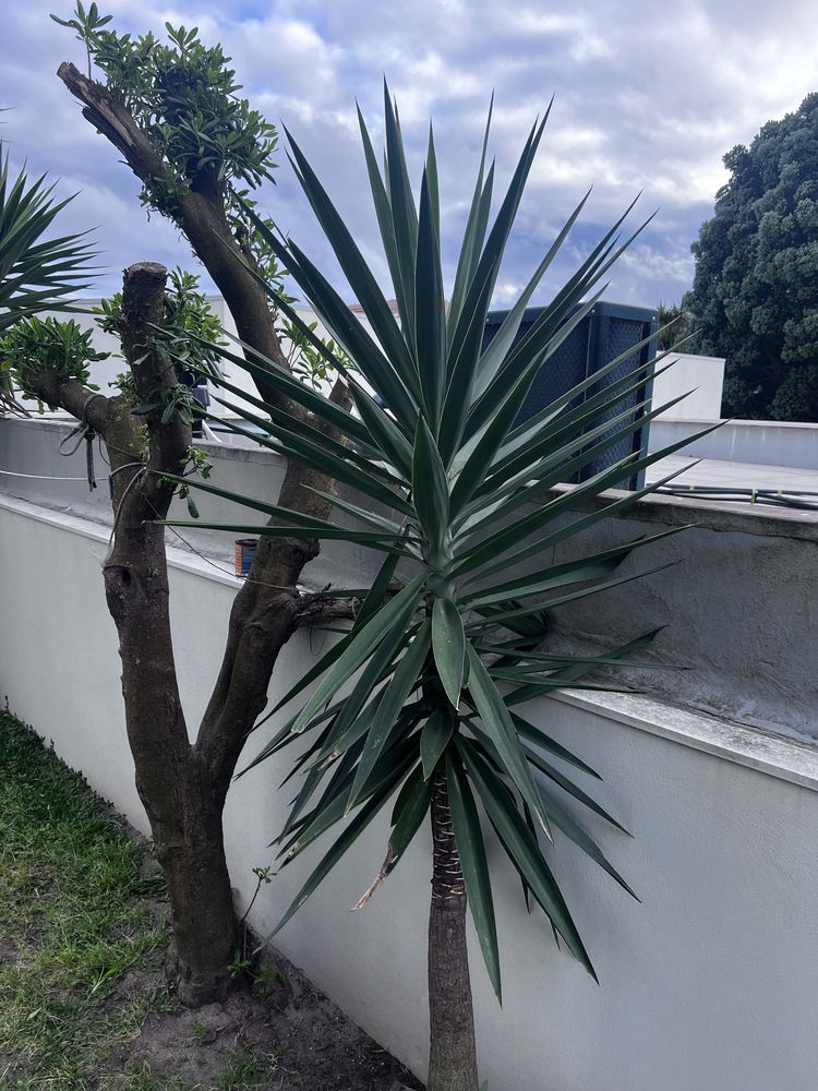 Palmeira yucca 2.4M