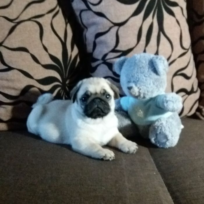 Мопс открыт для вязок