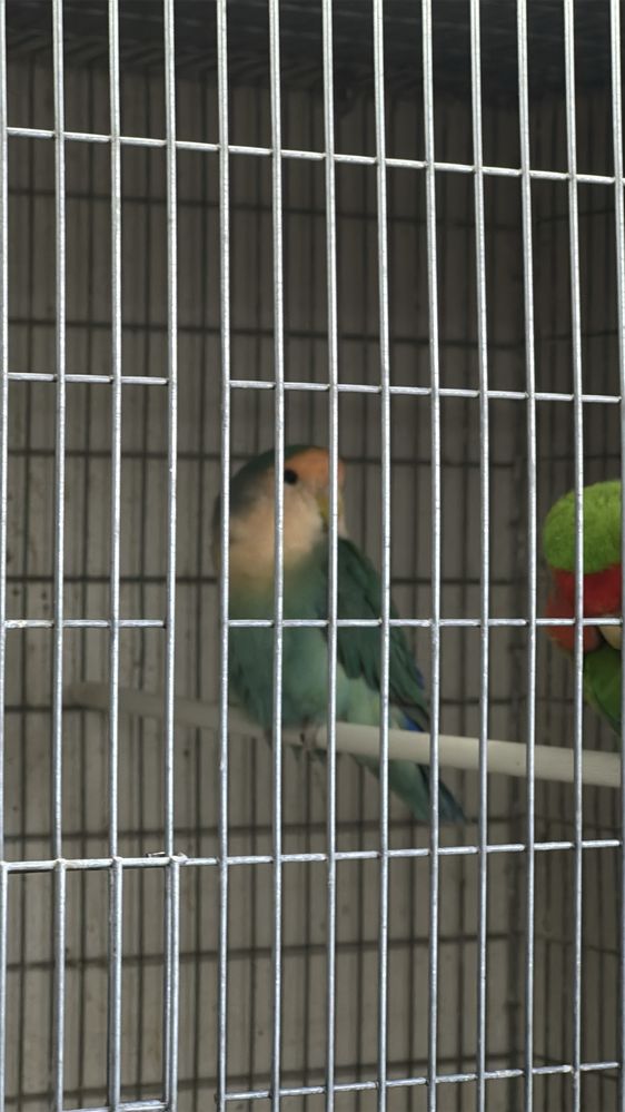 Agapornis roseicollis