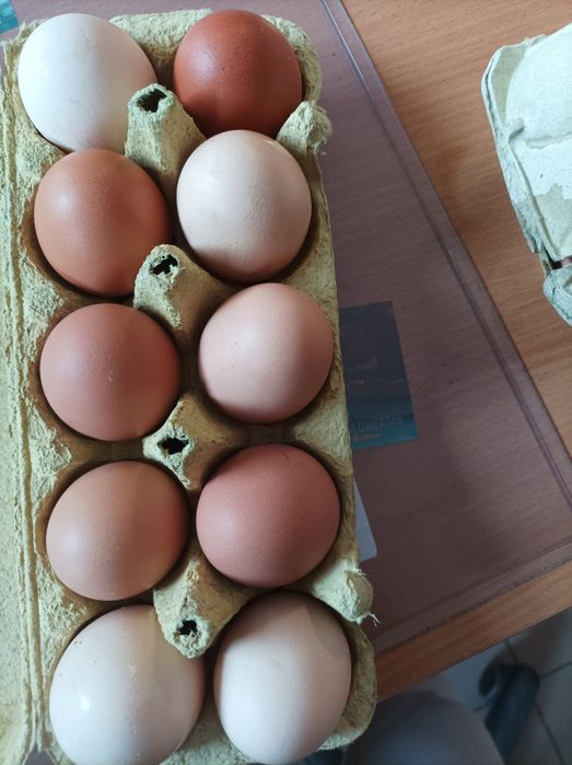 Wiejskie, świeże jajka