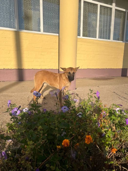 Шукає домівку красуня