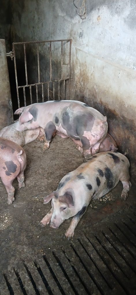 Leitões  com cerca de 60 kg peso vivo