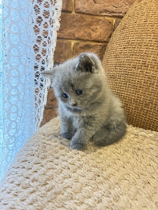 Шотландська кішечка