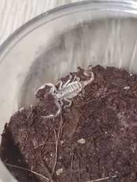 Euscorpius tergestinus / skorpion